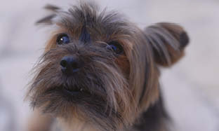 Typiska stresstriggare hos hundar